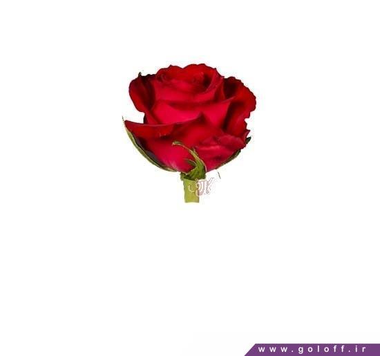 خرید اینترنتی گل - گل رز هلندی رد ریبن - Rose | گل آف